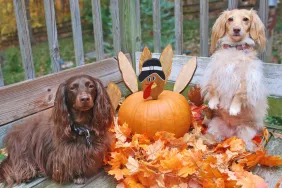 Dachshunds next to pumpkin decorated as a Thanksgiving turkey with fall leaves on a deck before eating Thanksgiving foods safe to share with them.