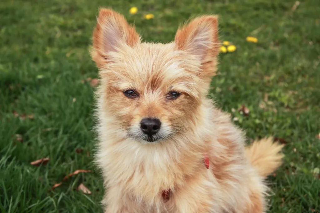 A close-up of a fawn-colored Porkie or Yoranian, a Pomeranian/Yorkshire Terrier mix.