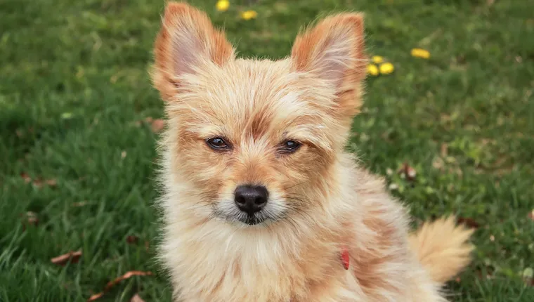 Schipperke yorkie hot sale mix