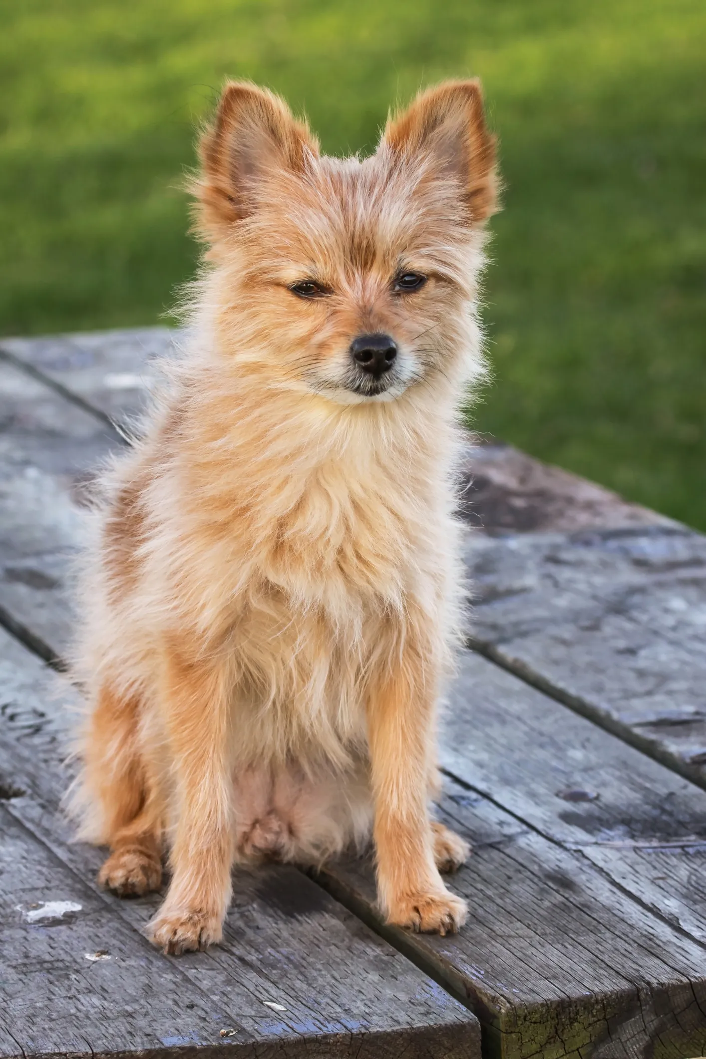 Porkie Dog Breed Information & Characteristics