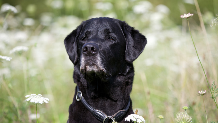 Senior Labrador Rescued in Mexico After Six Years Alone - DogTime