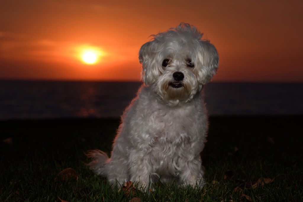 A Mauzer, a Maltese Schnauzer mix, in front of a sunrise. 