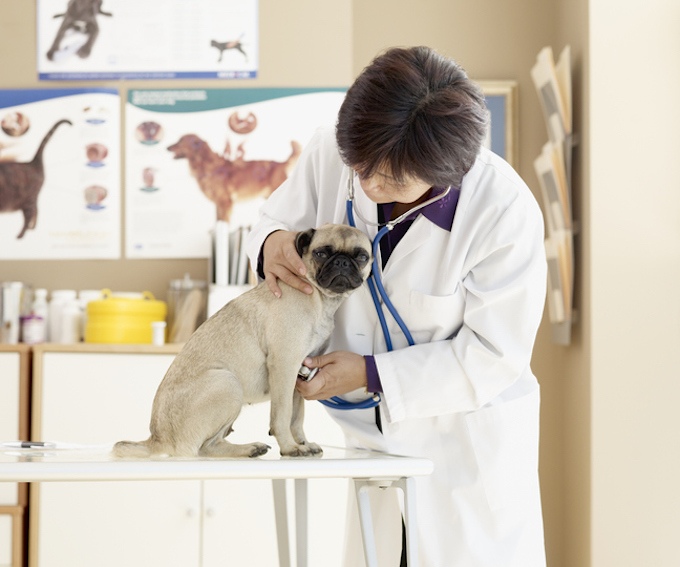 Hiatal Hernia In Dogs Symptoms Causes And Treatments Dogtime