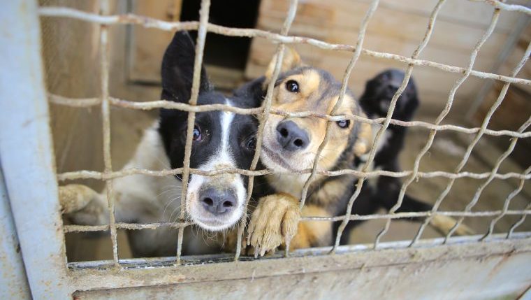 dog rescue slaughterhouse