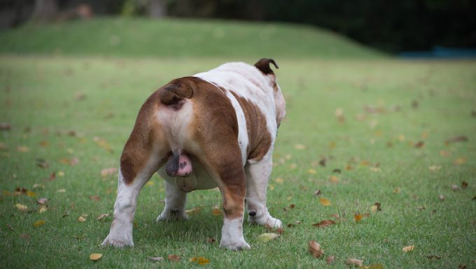 Infertility in Male Dogs: Symptoms, Causes, & Treatments - DogTime