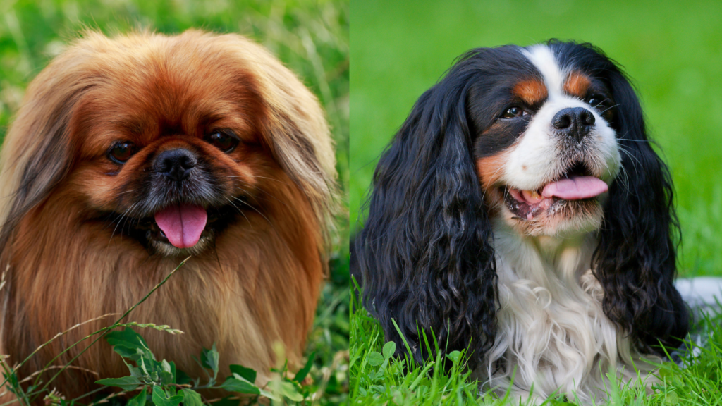 A collage of the parent breeds of the Pekalier, a Pekingese/Cavalier King Charles Spaniel mix.