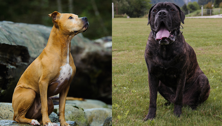 Cane corso best sale bully mix