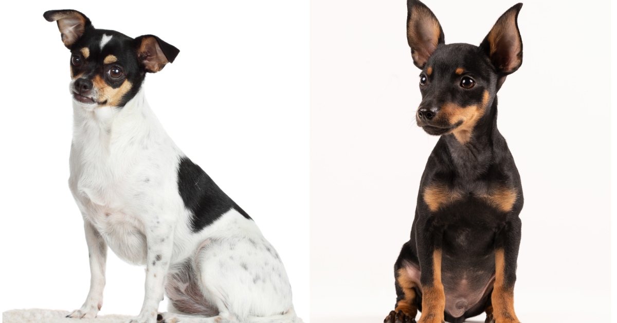 Rat terrier hot sale doberman mix