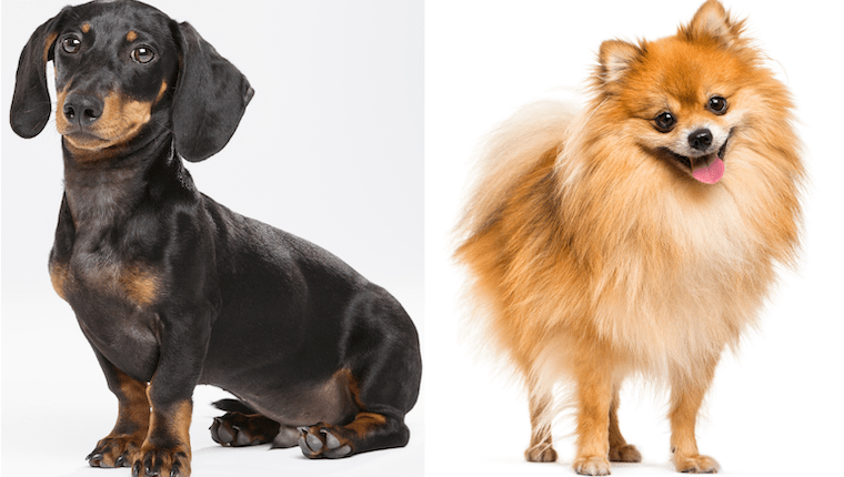 Dameranian Dog Breed Pictures, Characteristics, and Facts