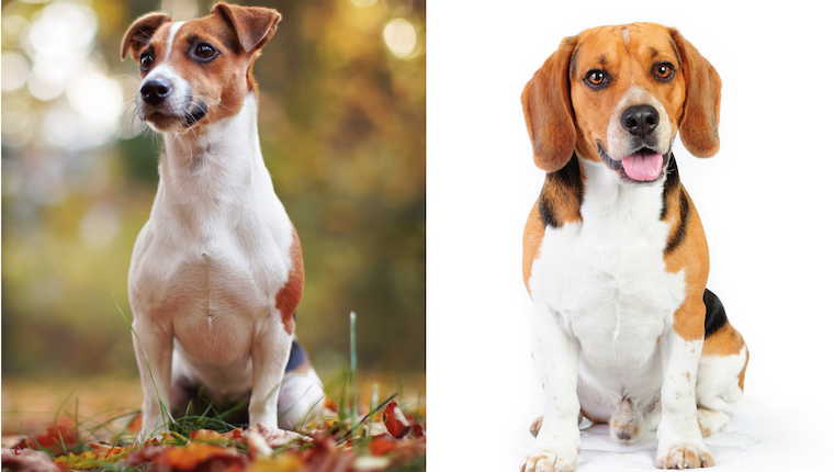 terrier beagle mix breeds