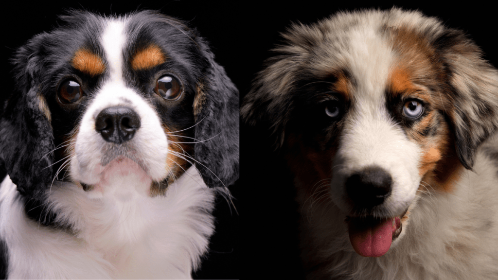 A collage of the two parents breeds of the Aussalier, a Cavalier King Charles Spaniel and Mini American (Australian) Shepherd