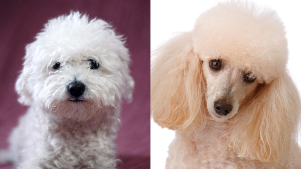 A collage of the parent breeds of the Bolonoodle, a Bolognese and a Miniature Poodle.