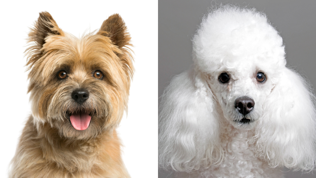 A collage of the parent breeds of the Cairnoodle, a Cairn Terrier and a Mini Poodle.