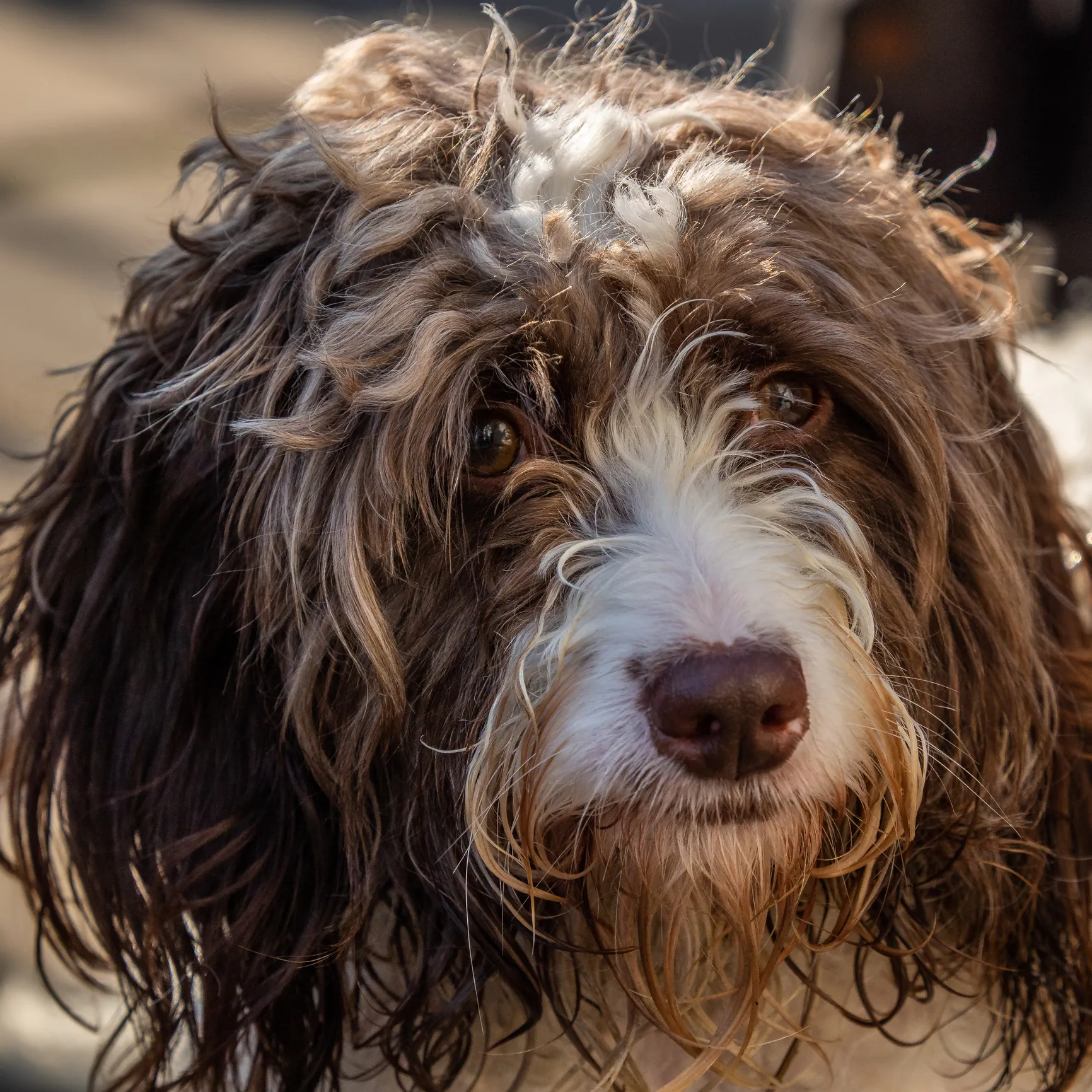 Springerdoodle Dog Breed Information Characteristics
