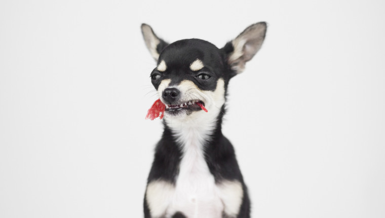 Dog Study - Page 5 of 9 - DogTime