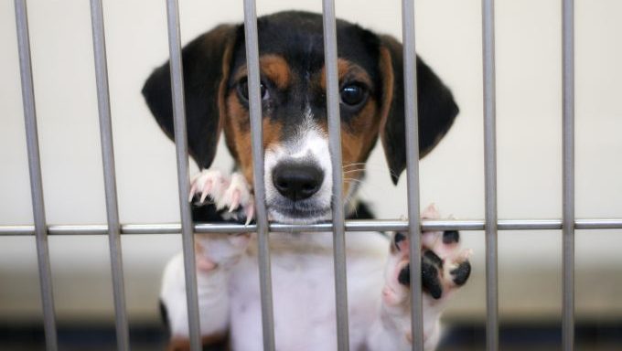 wisconsin humane society dogs breeding facilities