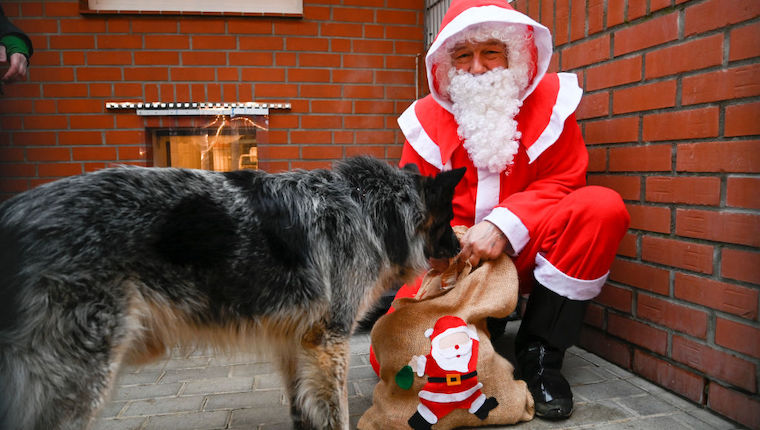 Christmas presents for the holiday season for animals at the Bremen animal shelter. Man dressed as Santa with shelter dog.