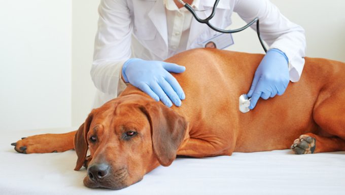 Photo inspiration: Fresh Look at Ventricular Premature Complexes In Dogs Symptoms Causes Treatments