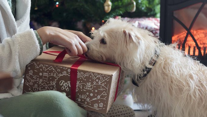 holiday gift guide dog
