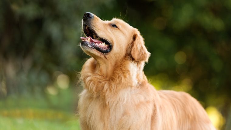 Golden store retriever dogtime