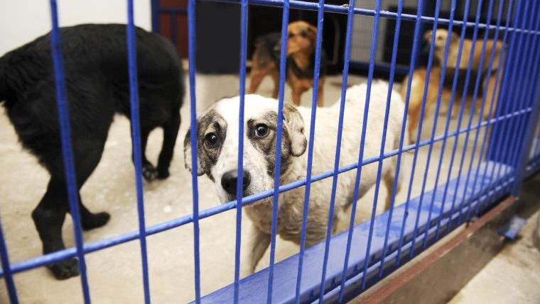 Wisconsin Humane Society dogs breeding facilities