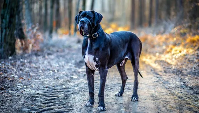Jawbone Enlargement in Dogs: Symptoms, Causes, & Treatments - DogTime