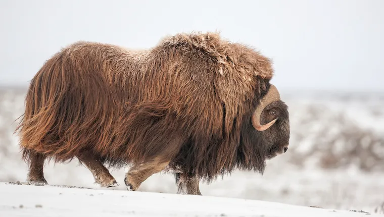 Musk Ox Kills Alaska State Trooper Defending His Dogs DogTime