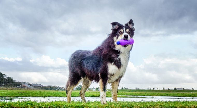 Dogtime store border collie