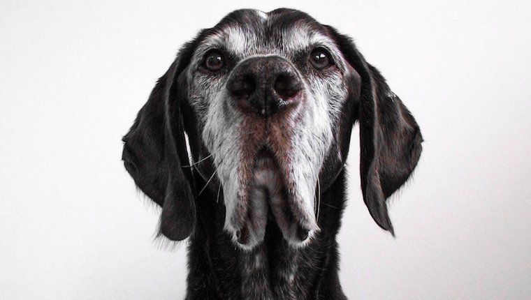 Dog Life Expectancy Closely Linked To Breed Says Study Dogtime Dog Life Expectancy Closely Linked To Breed Says Study Dogtime
