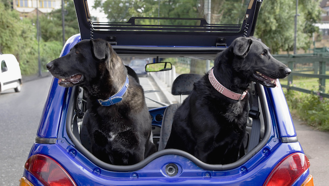 electric cars dogs