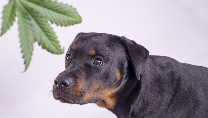 cannabis dogs