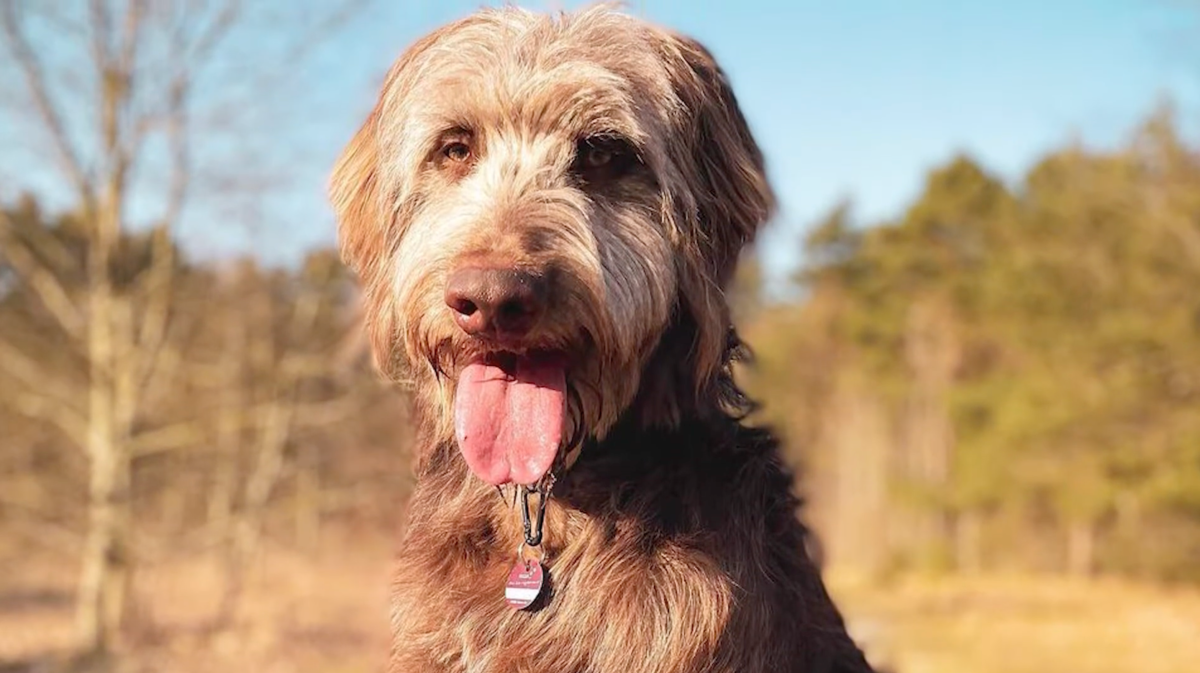 Weimaraner poodle cross 2025