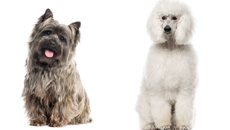 Wire haired terrier best sale poodle mix