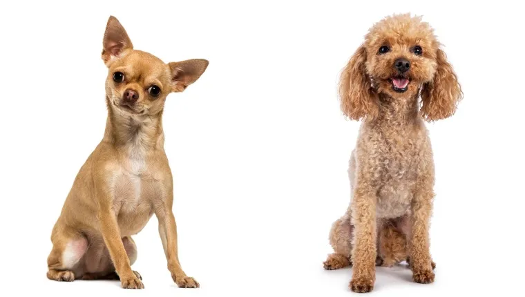 Chihuahua mixed sale with poodle
