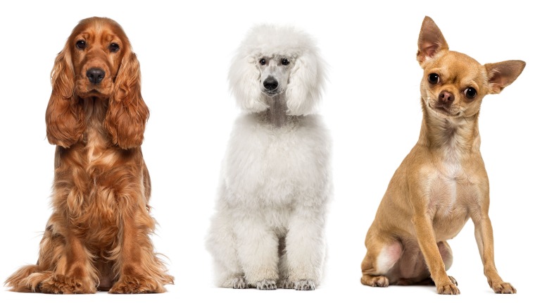 Cockapoochi Dog Breed Pictures, Characteristics, and Facts