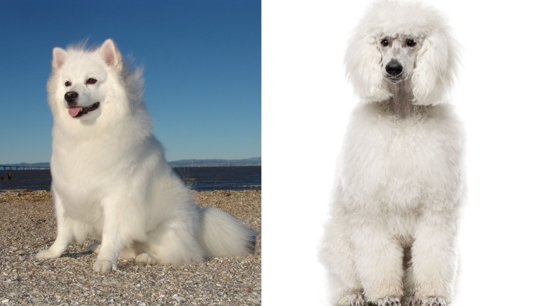 American eskimo clearance dog poodle mix
