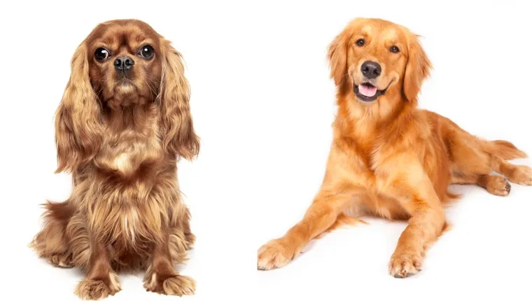 Cavapoo golden shop retriever mix