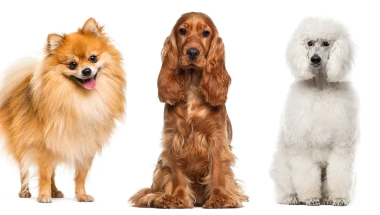 Pomeranian Cockapoo Dog Breed Pictures, Characteristics, and Facts