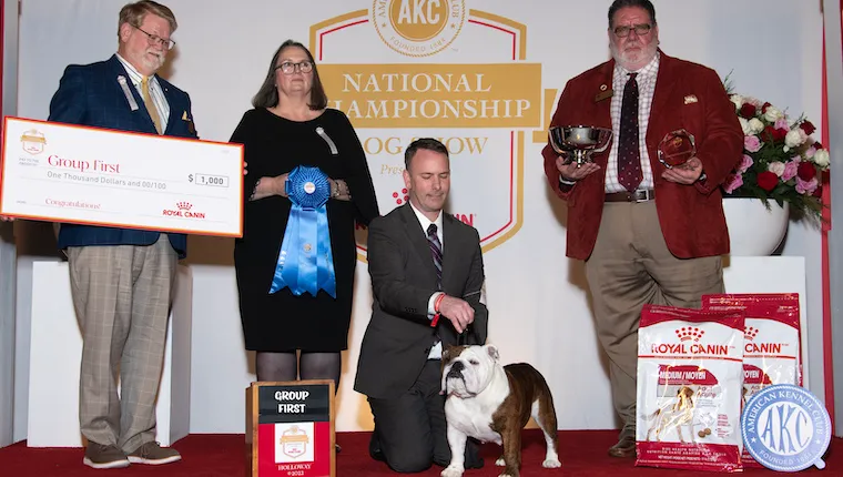 English bulldog hot sale kennel club