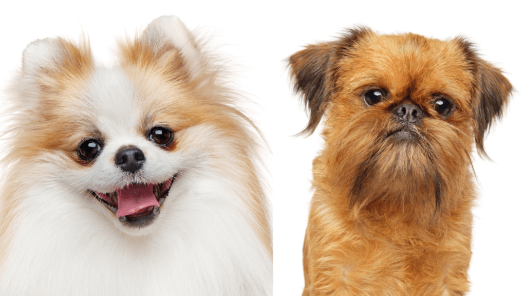 A collage of the parent breeds of the Brusselranian, a mix between the Pomeranian and Brussels Griffon.