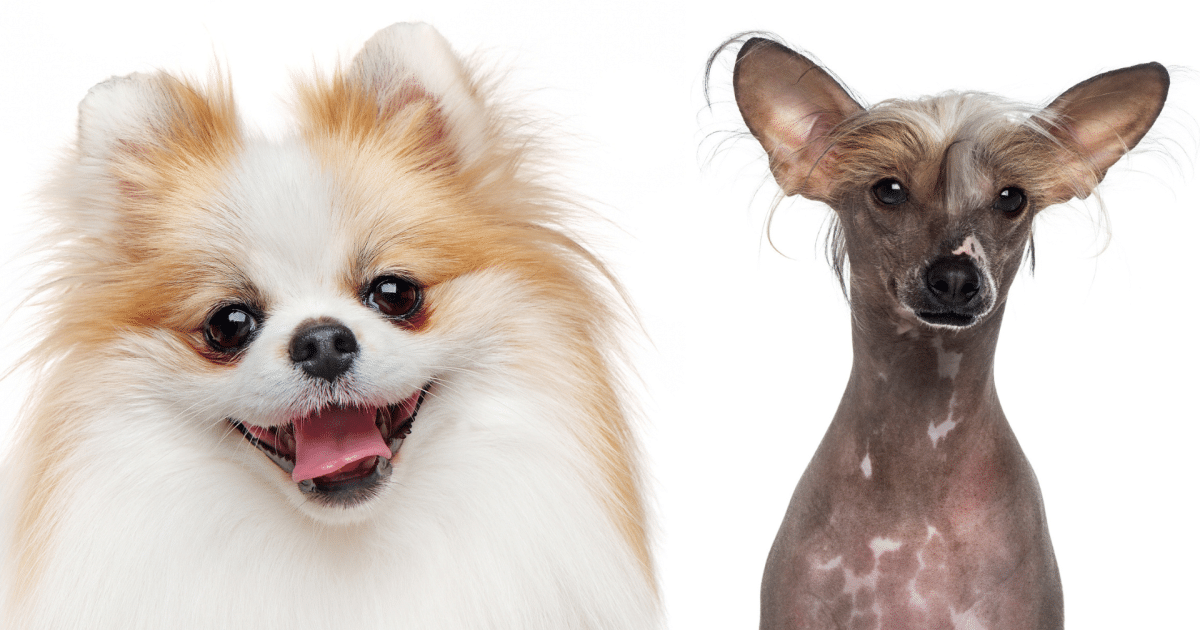 pomeranian chinese dogs