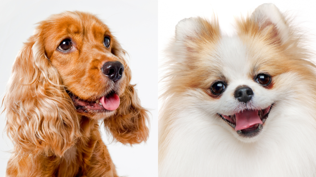 A collage of the parent breeds of the Cockeranian, a Cocker Spaniel and Pomeranian.