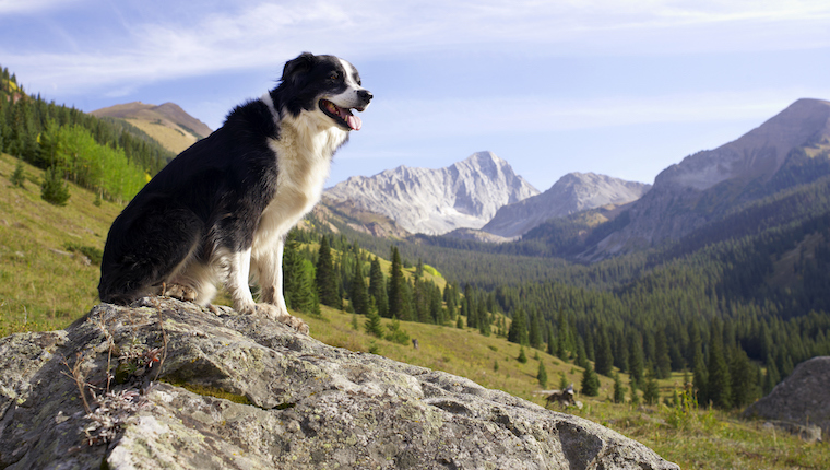 Colorado Dog Laws Rabies Dog Bites Abandonment And Cruelty   GettyImages 109694716 