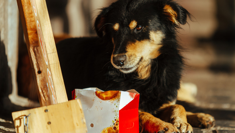 A Volunteer Group Is Using Fried Chicken To Rescue Dogs - Dogtime