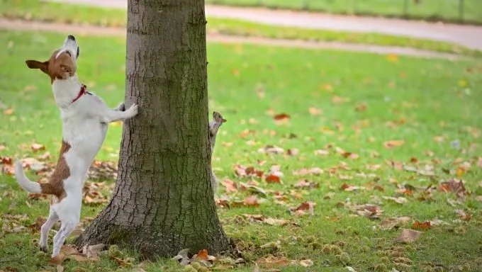 dog chasing squirrel