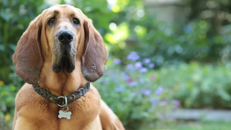 Bloodhound Rescued From Alleged Puppy Mill Reunites With Family