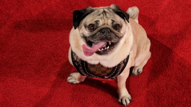 Doug the Pug Developing Animated Comedy Series - DogTime