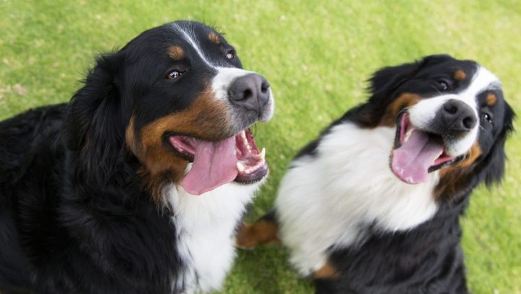 american-kennel-club-announces-top-dog-names-of-2022-dogtime