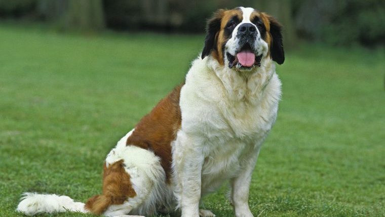 St bernard sale sanctuary