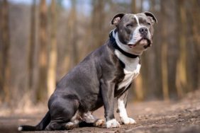 stolen dog f staffordshire bull terrier